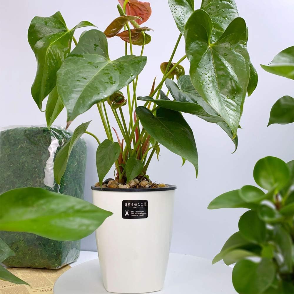 Mini Self-Watering Plant Pot