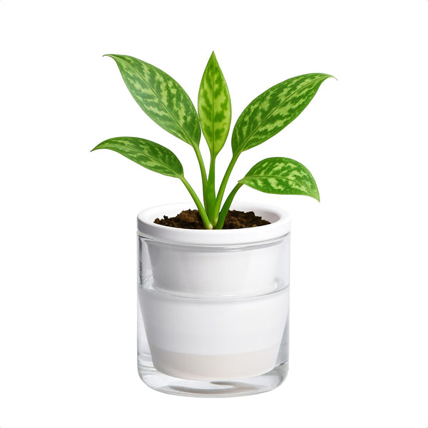 Mini Self-Watering Plant Pot