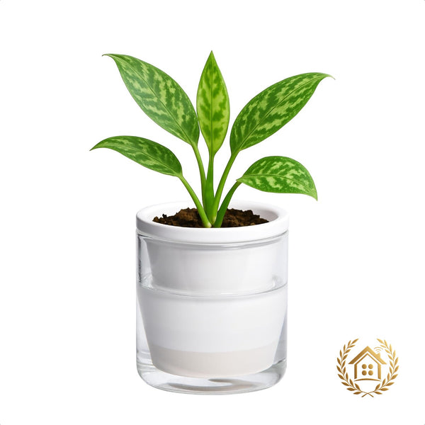 Mini Self-Watering Plant Pot